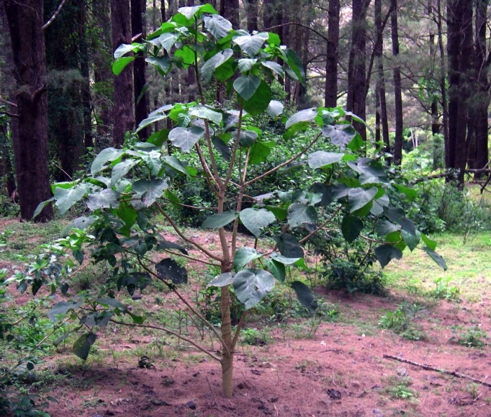 Быстрорастущее дерево павловния