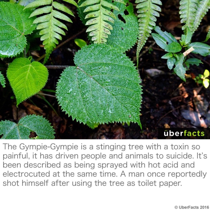 Dendrocnide moroides