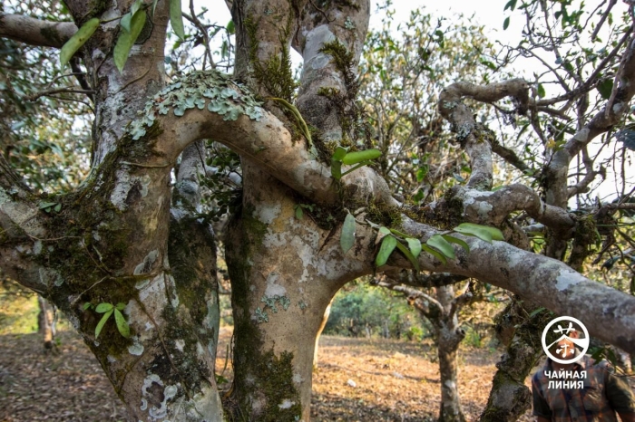 Чайного дерева