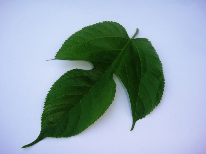 Лист дерева