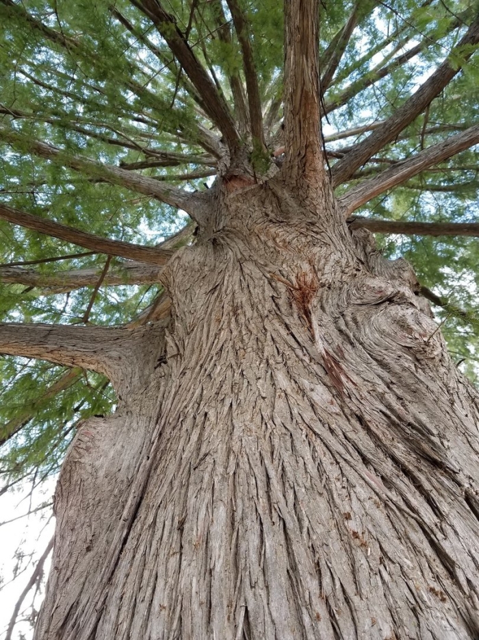 Секвойядендрон гигантский мамонтово дерево
