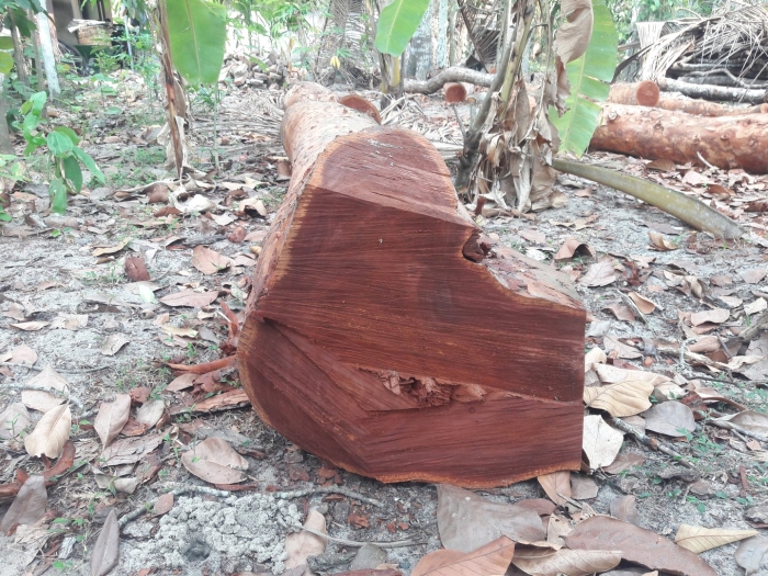 Дерево махагони