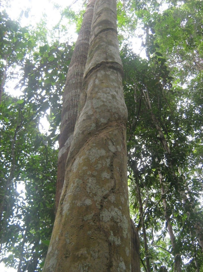 Удовое дерево