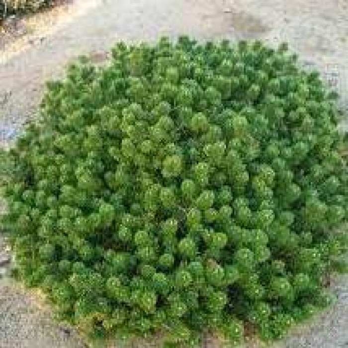 Сосна горная пинус муго