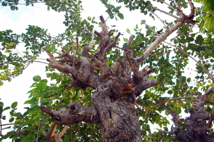 Дерево деревья