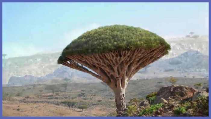 Остров сокотра дерево дракона