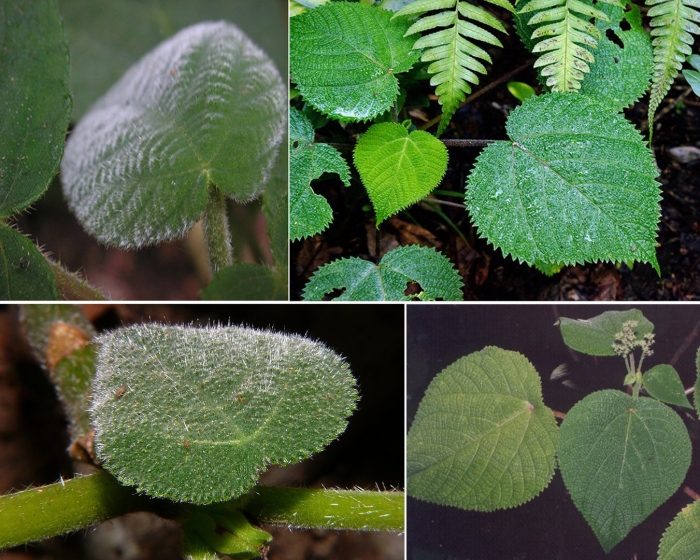 Дерево джимпи-джимпи