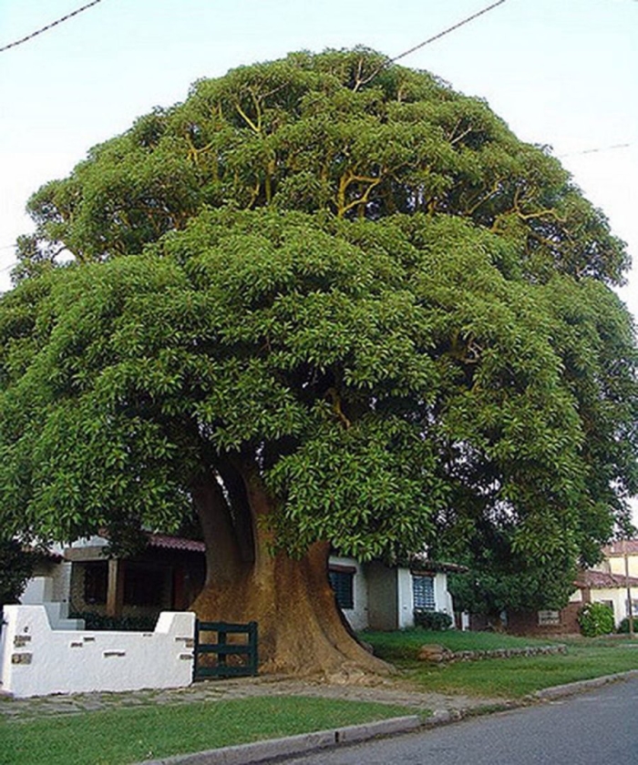 Омбу дерево