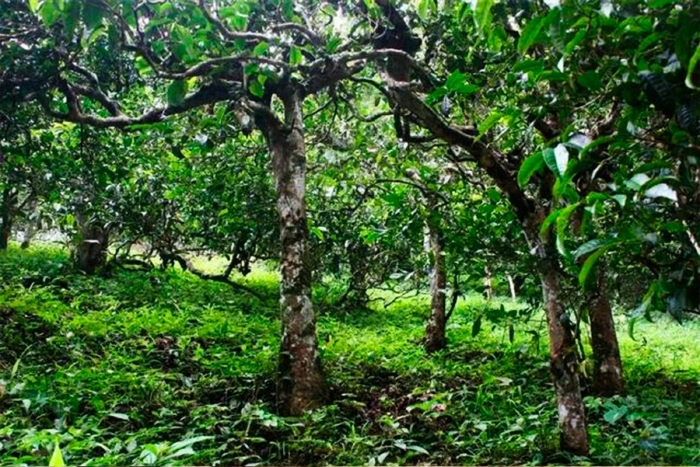 Чайное дерево пуэр