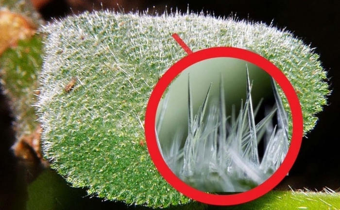 Растение гимпи