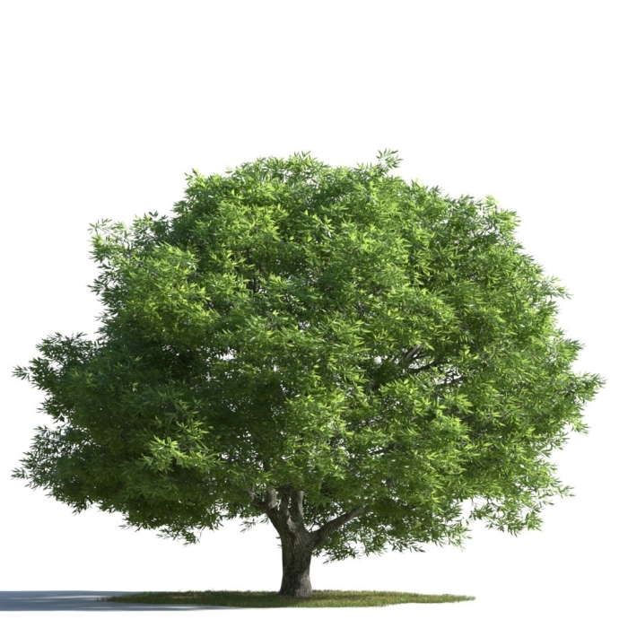 Дерево деревья