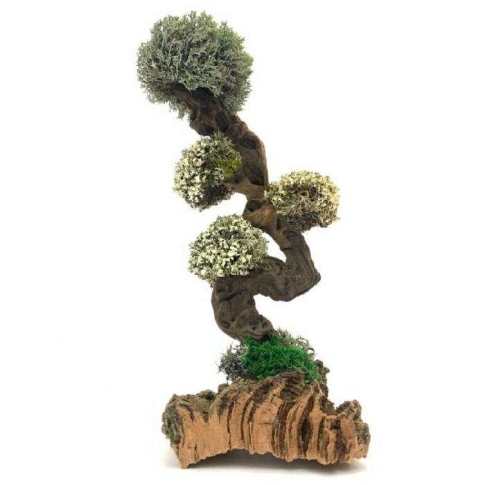 Цетрария дерево