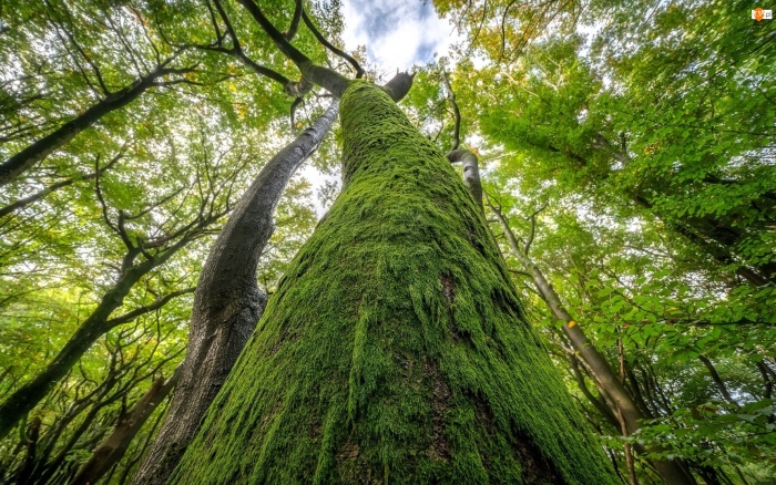 Дерево ствол