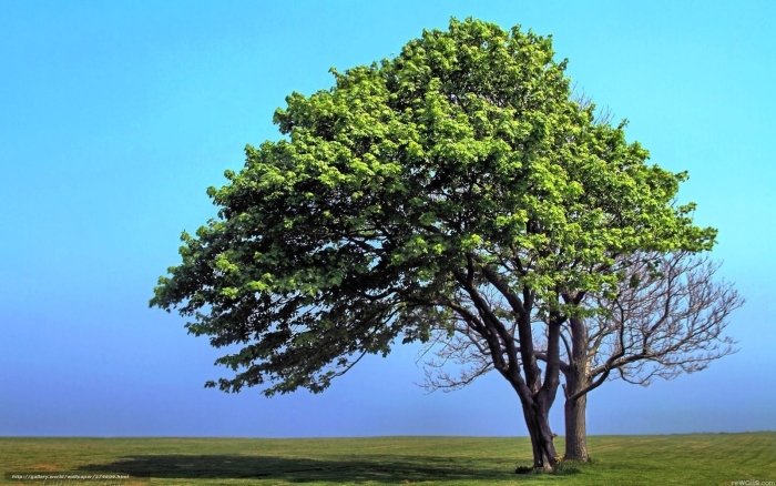 Дерево дуб