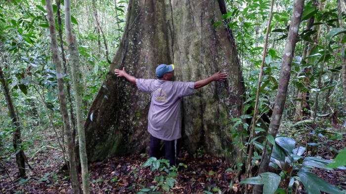 Атлантический лес бразилии