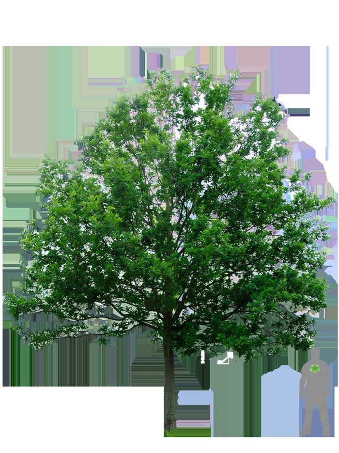 Дерево для фотошопа на прозрачном фоне