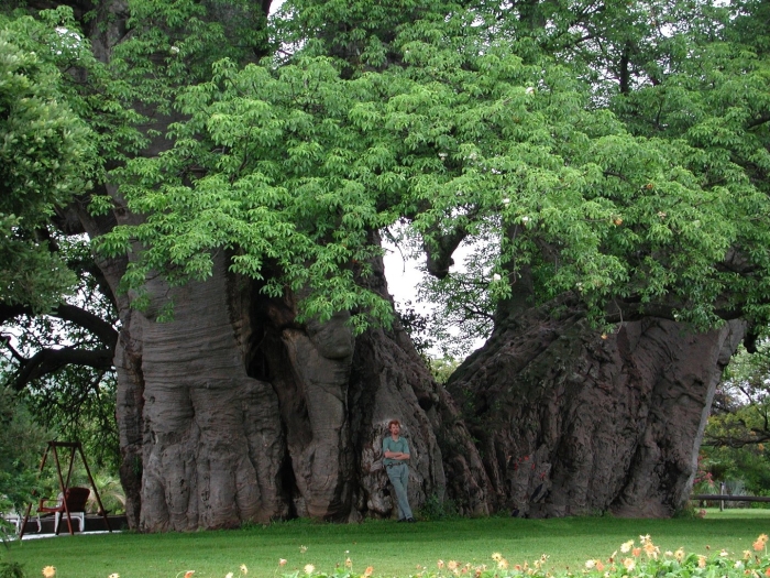 Баобаб санлэнд
