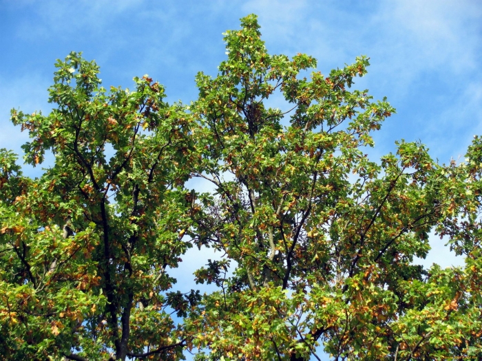 Дерево деревья