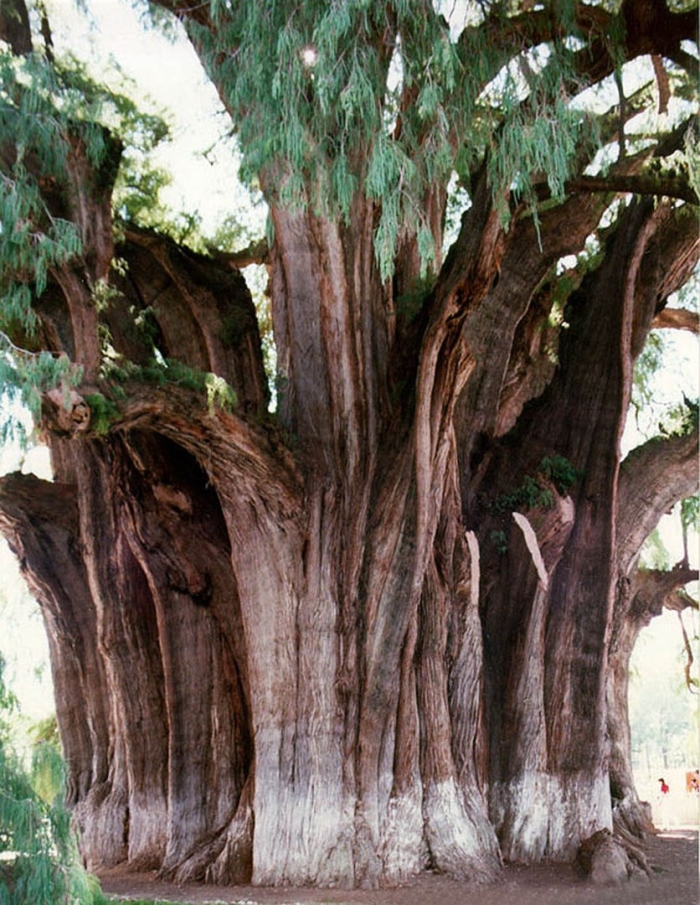 Таксодиум мексиканский дерево туле