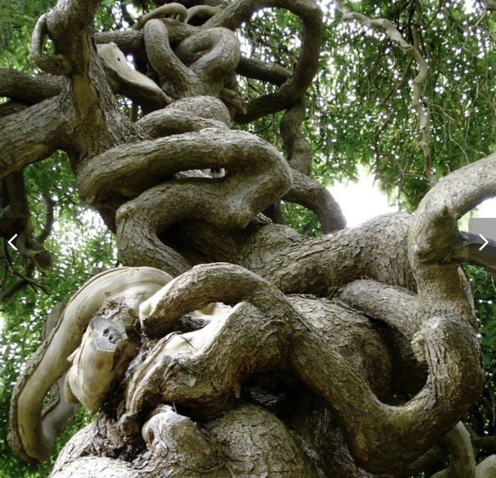 Необычное дерево