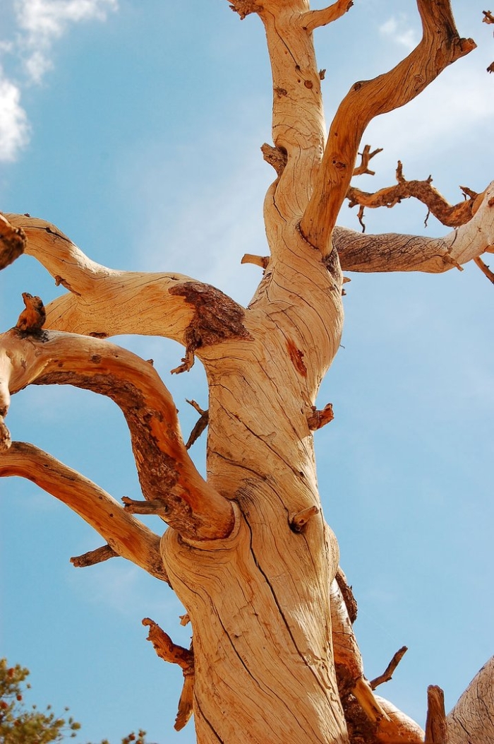 Дерево сухое