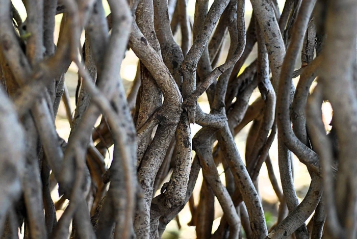 Переплетение деревьев