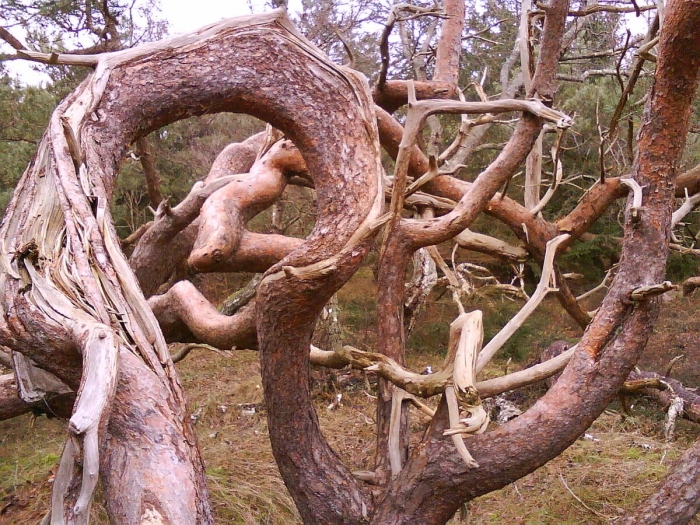 Куршская коса танцующий лес