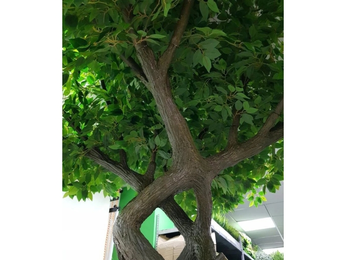 Фикус бенджамина с плетеным стволом