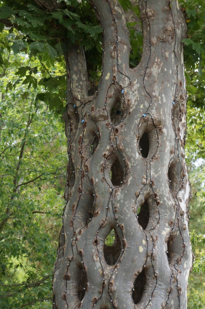 Деревья акселя эрландсона