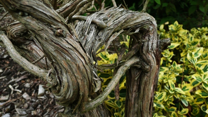 Старое дерево