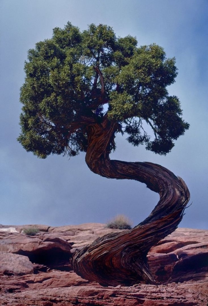 Нанму дерево