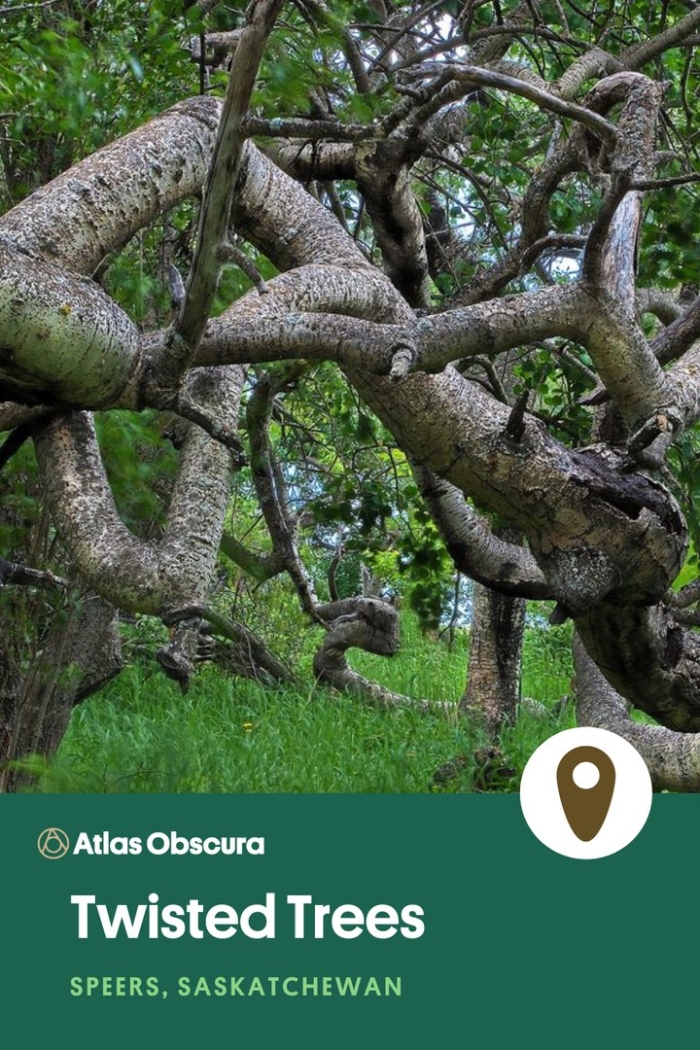 Скрученное дерево