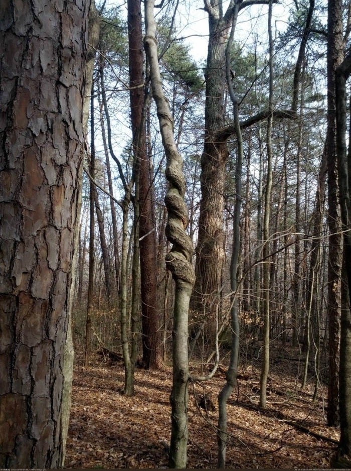 Интересные необычные деревья