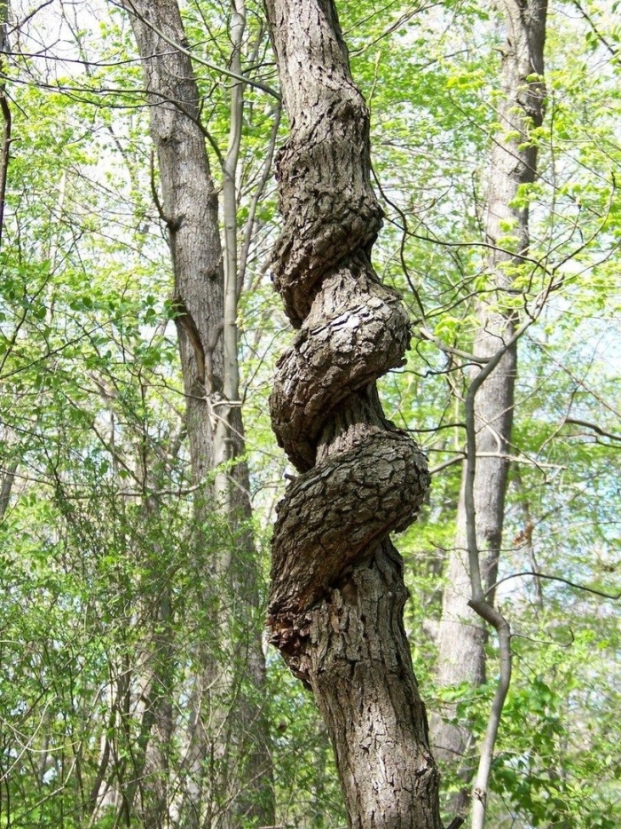 Закрученное дерево