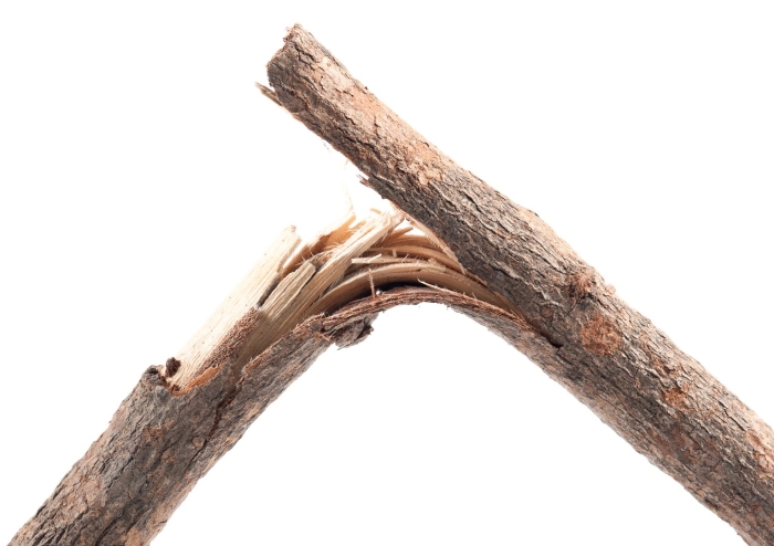 Сухая ветка дерева