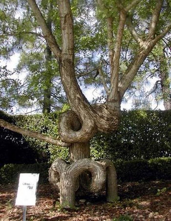 Twisted tree