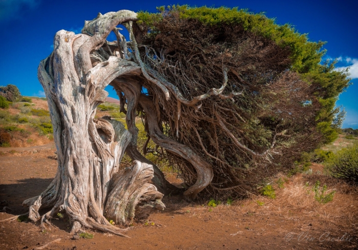 Остров иерро можжевельник