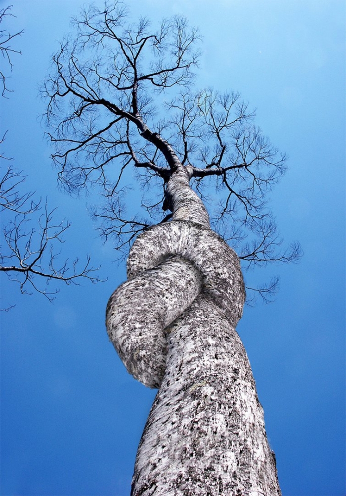 Удивительные деревья