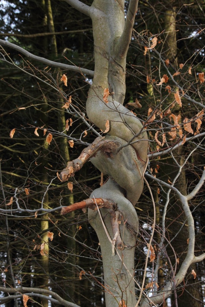 Странные деревья