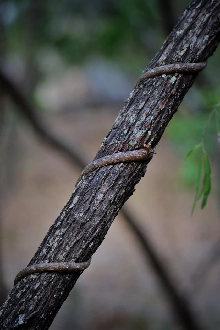 Кручёный ствол дерева