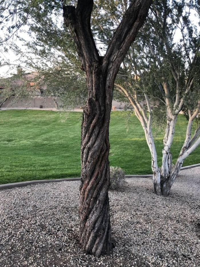 Плетеное дерево из ивы