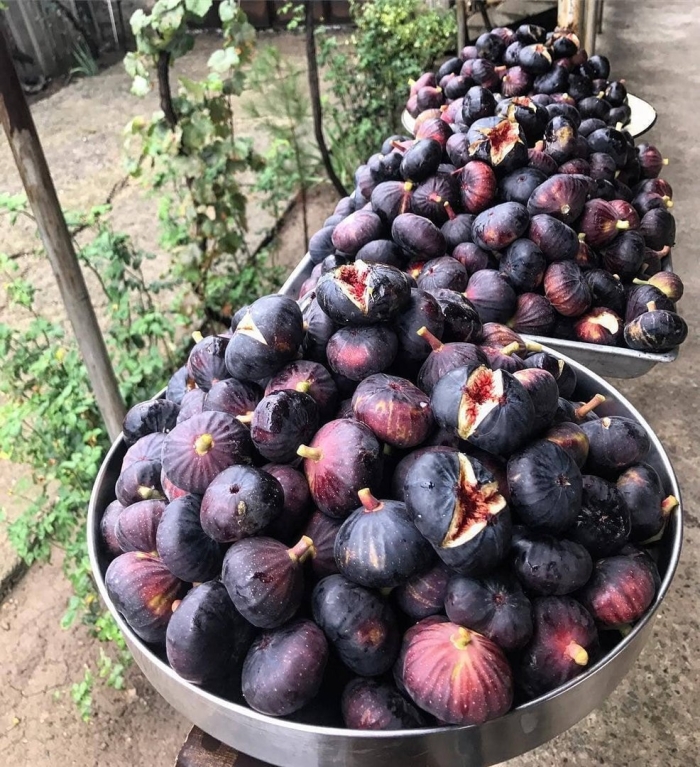 Инжир самаркандский