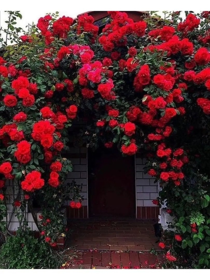 Роза плетистая фомоста