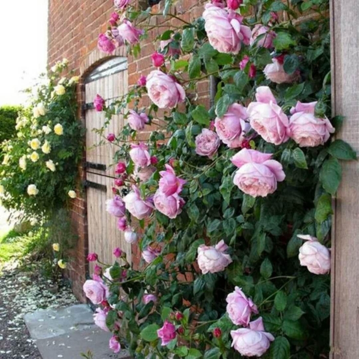 Роза плетистая глория клайминг