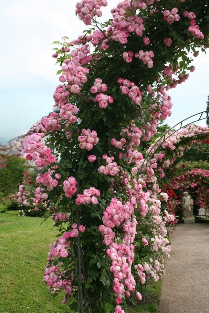 Роза хендель плетистая