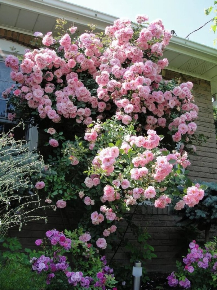 Роза плетистая канадская джон дэвис