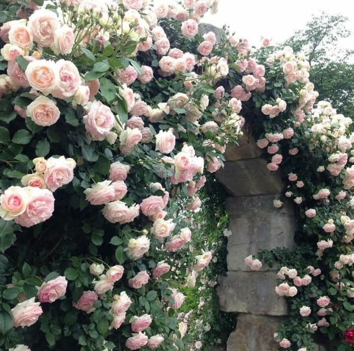 Роза пьер де ронсар