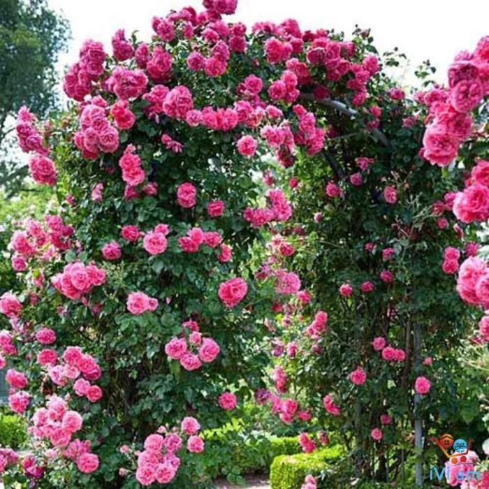 Арка из розы плетистой