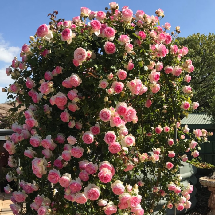 Пьер де ронсар плетистая