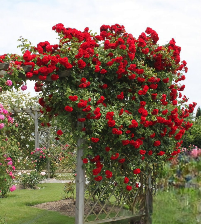 Роза плетистая симпатия